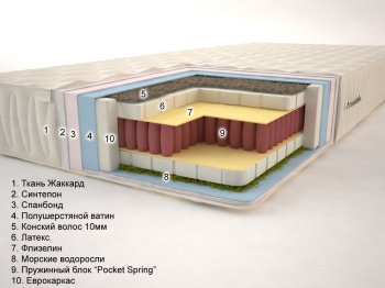 Экзотик «Pocket Spring» (высота: 20 см.)